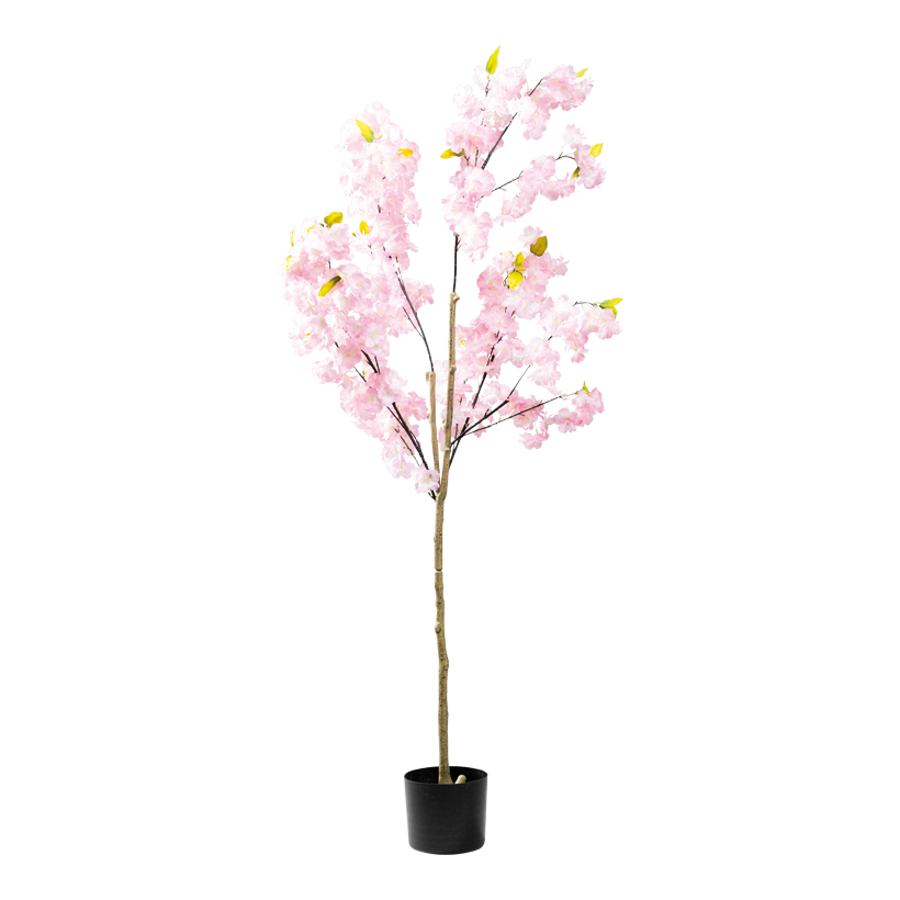 Cherry blossom tree, 150cm Topf: _ 15cm 2-parted, out of plastic/artificial silk