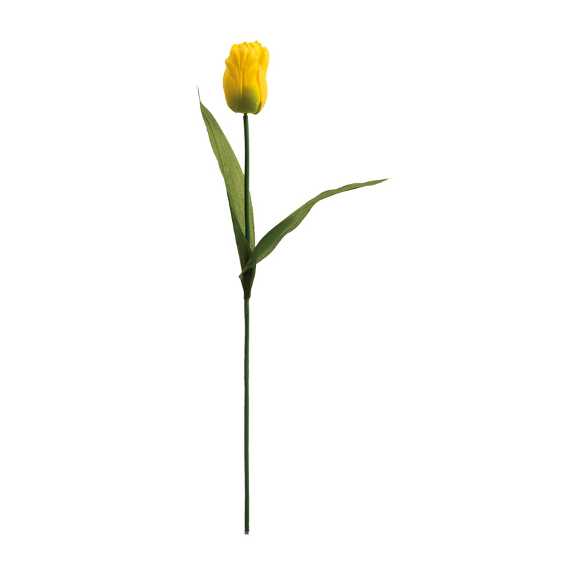 Tulpe, 50cm 0 0