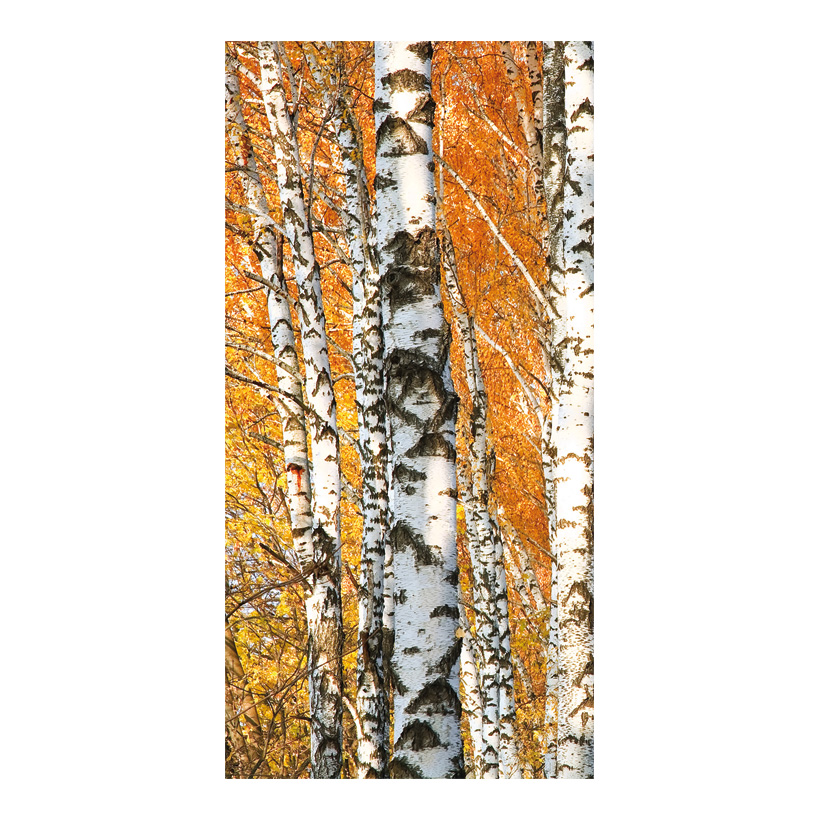 Motivdruck Birkenwald, 80x200cm Papier