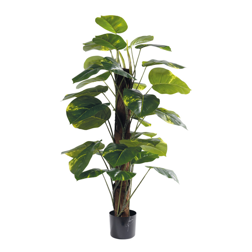 Dieffenbachia Pflanze, 115cm Topf: Ø 14cm 33 Blätter, aus Kunststoff/Kunstseide