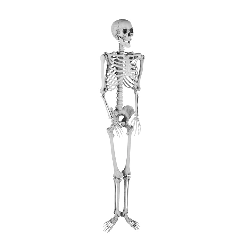Skelett, 165x42x17cm aus Kunststoff