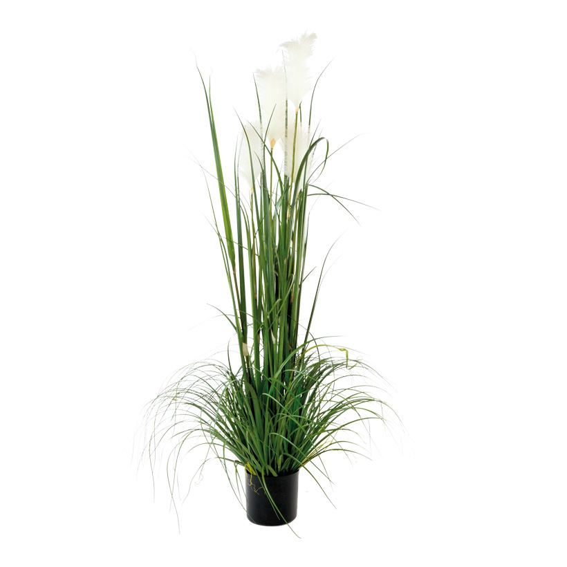 Reed, 150cm, 5-fold, in pot