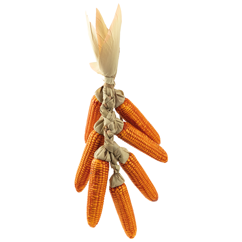 Bundle of dried corn cobs, 72cm out of artificial silk and styrofoam, with 7 ears of corn, with thanger