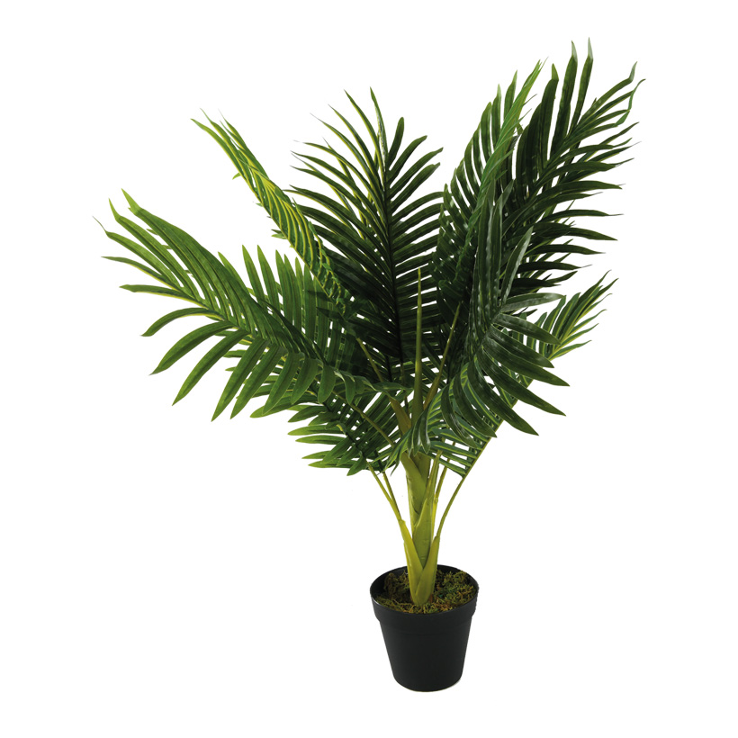 # Areca palm, 70cm in plastic pot